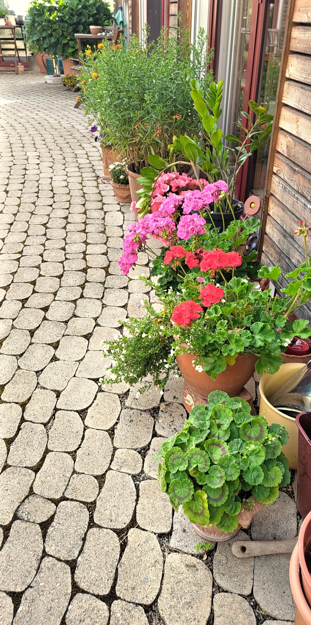 Viele blühende Blumentöpfe auf einer Terrassen vor einem Tiny House